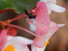 Thomisus daradioides