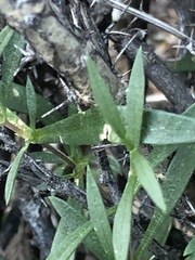 Stellaria amblyosepala