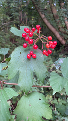 Viburnum opulus