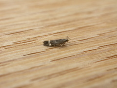 Aproaerema simplexella