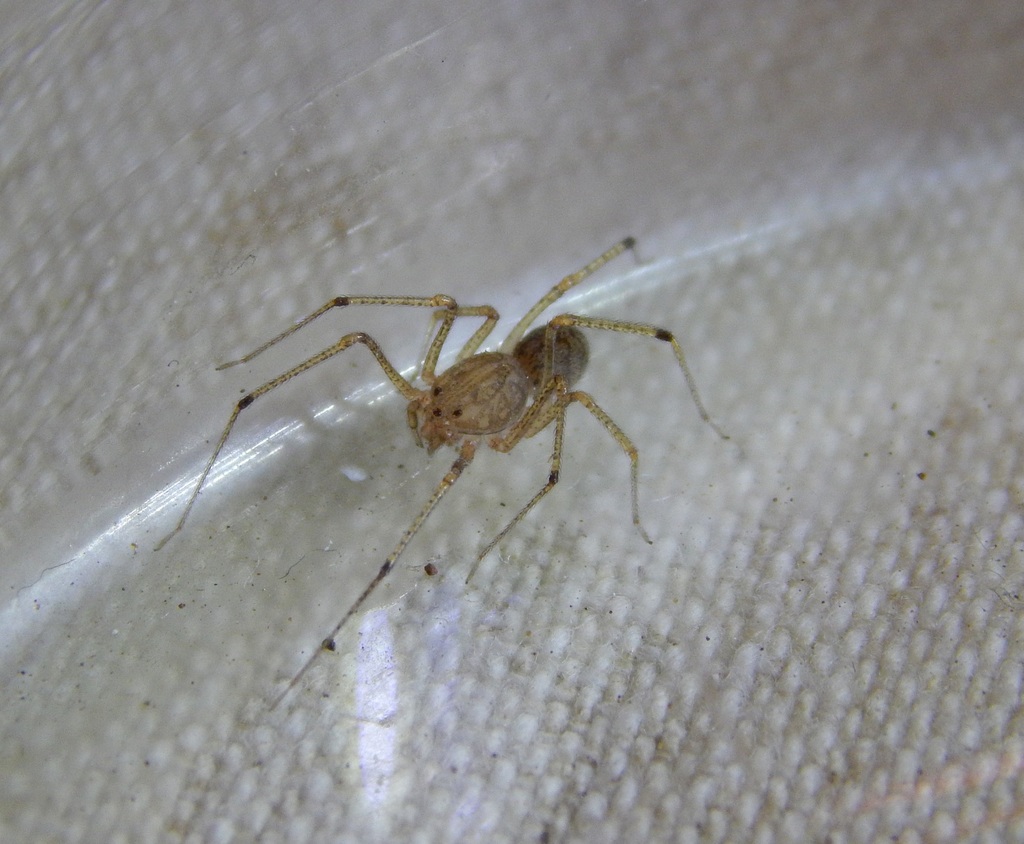 Scytodes flagellata
