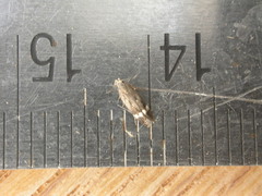 Aproaerema simplexella