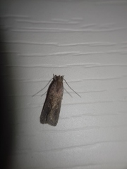 Helcystogramma triannulella