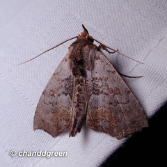 Hyperlopha compactilis