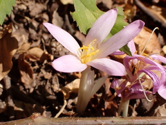 Colchicum neapolitanum