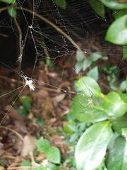 Leucauge argyrobapta image