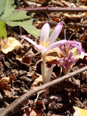Colchicum neapolitanum
