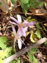 Colchicum neapolitanum