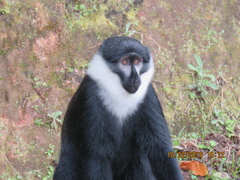 Allochrocebus lhoesti