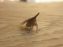 Rentinus dilatatus
