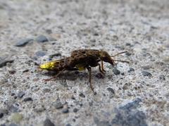 Ontholestes cingulatus