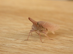 Rentinus dilatatus