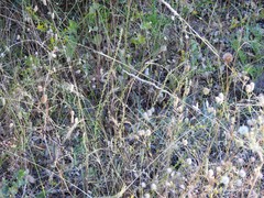 Sanguisorba verrucosa