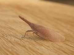 Rentinus dilatatus