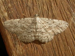 Psilosticha absorpta