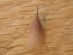 Rentinus dilatatus