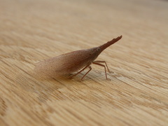 Rentinus dilatatus