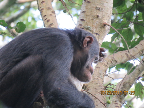 Eastern Chimpanzee
