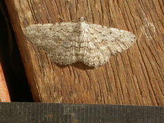 Psilosticha absorpta