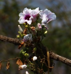 Ipomoea campanulata