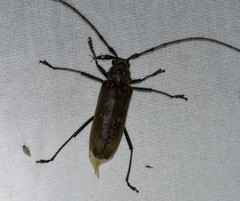 Susuacanga stigmatica