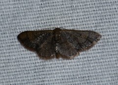 Idaea kendallaria