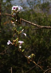 Ipomoea campanulata