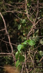 Ipomoea campanulata