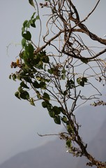 Ipomoea campanulata