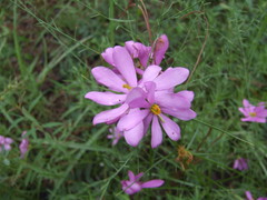 Sabatia gentianoides