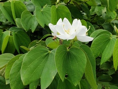 Bauhinia acuminata