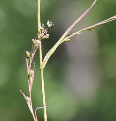 Bupleurum affine