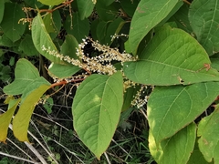 Reynoutria japonica
