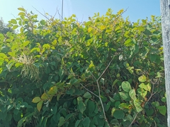 Reynoutria japonica
