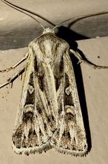 Euxoa quadridentata