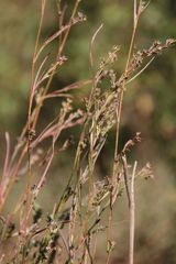 Bupleurum affine