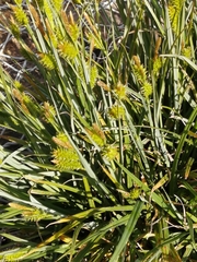 Carex ecklonii