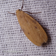Paralithosia shaowuica