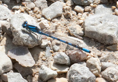 Enallagma annexum