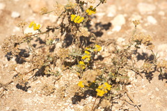 Achillea leptophylla