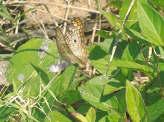 Anartia jatrophae