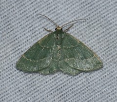 Chlorochlamys phyllinaria