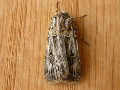 Agrotis radians