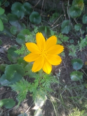 Cosmos sulphureus