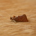 Glyphidoptera insignana - Photo (c) Donald Hobern,  זכויות יוצרים חלקיות (CC BY)