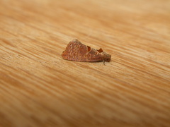 Glyphidoptera insignana