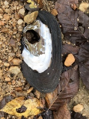 Unionoidea