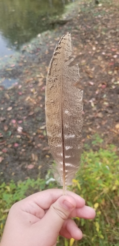 Wild Turkey photographed in Missouri