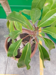 Heptapleurum actinophyllum