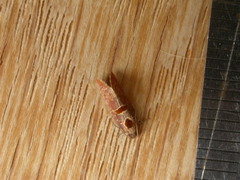 Glyphidoptera insignana